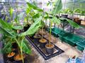 Musa yunnanensis